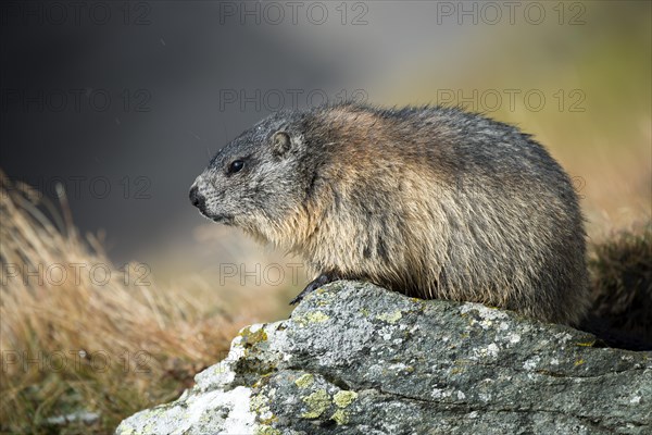 Alpine marmot (Marmota marmota)
