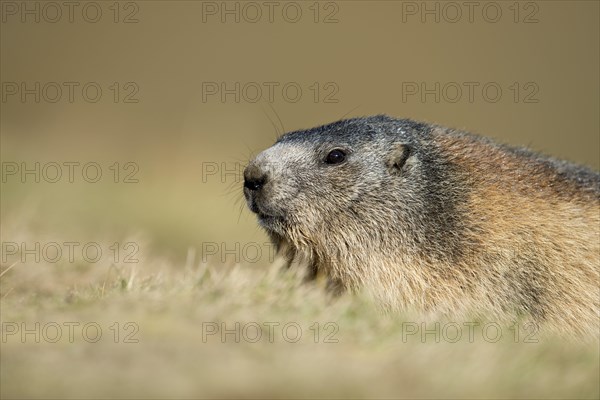 Alpine marmot (Marmota marmota)