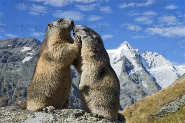 Alpine marmots (Marmota marmota)