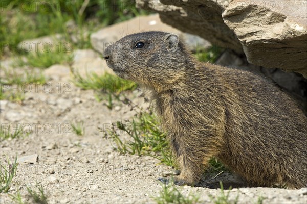 Alpine marmot (Marmota marmota) peeking out of the burrow