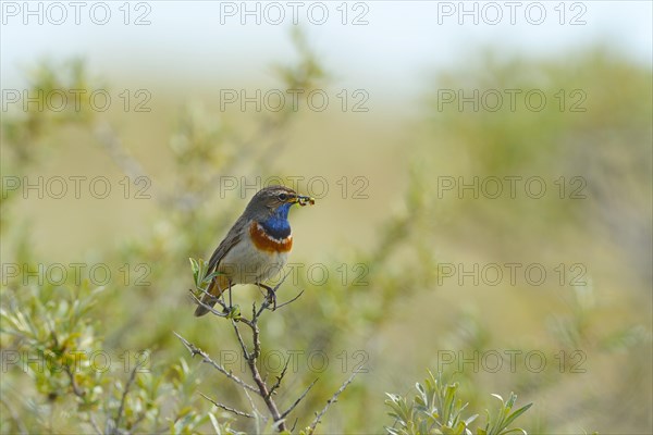 Bluethroat (Cyanosylvia svecica) with caterpillar in its beak