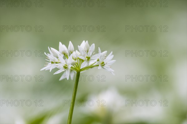 Wild garlic (Allium ursinum)