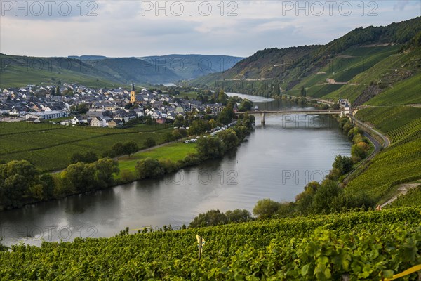 Vineyards around the Moselle