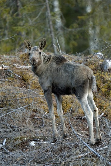 Young Moose (Alces alces) standing in the open forest