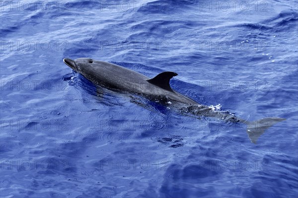 Atlantic spotted dolphin (Stenella frontalis)