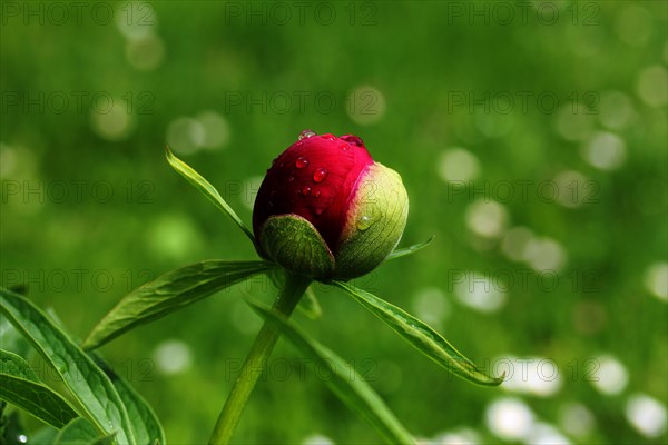 Peony (Paeonia)