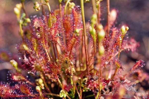 Sundew (Drosera intermedia) with panicles