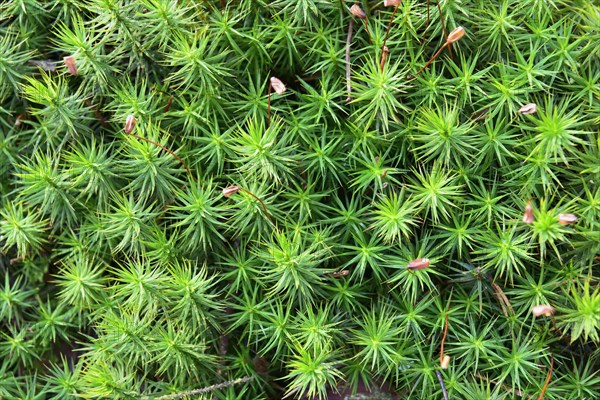 Common haircap (Polytrichum commune) with small flowers