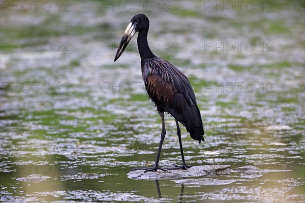 African Openbill (Anastomus lamelligerus)