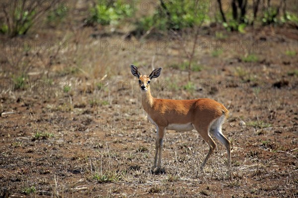 Steenbok