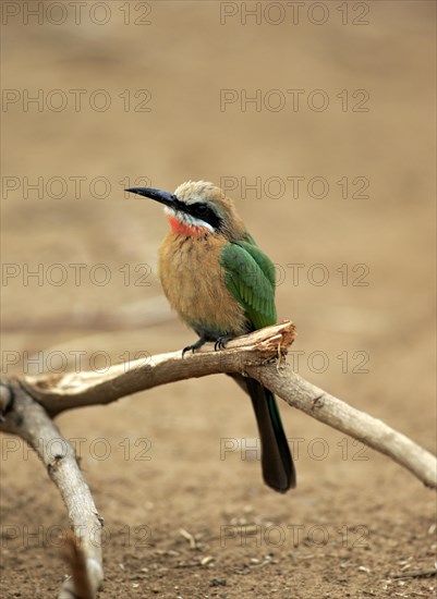 White-fronted Bee-eater (Merops bullockoides)