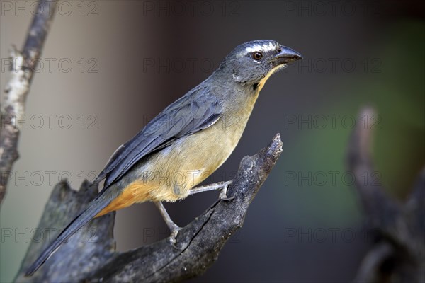 Greyish saltator (Saltator coerulescens) on a tree