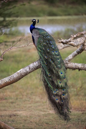 Indian peafowl (Pavo cristatus)