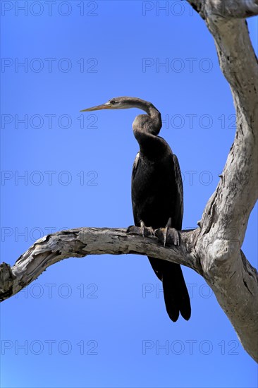 Oriental darter (Anhinga melanogaster)