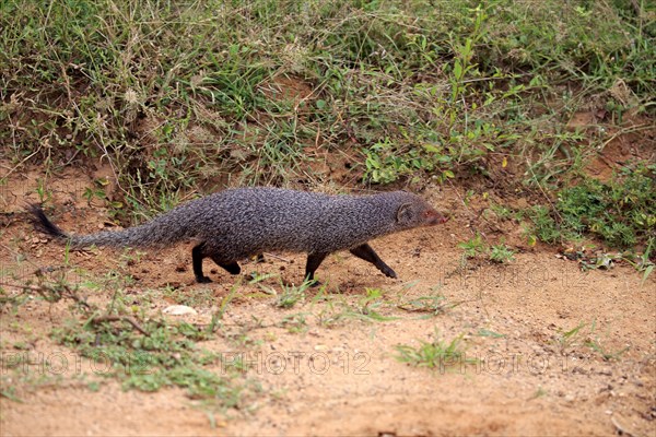 Indian gray mongoose (Herpestes edwardsii)