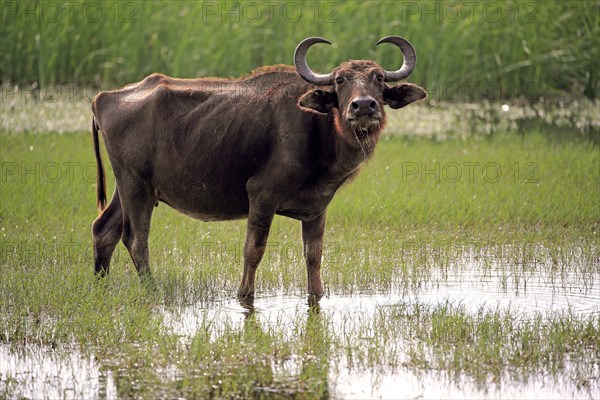 Water buffalo (Bubalis bubalis)