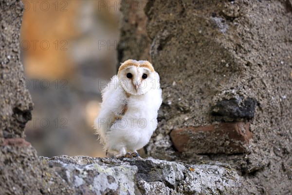 Common barn owl (Tyto alba)