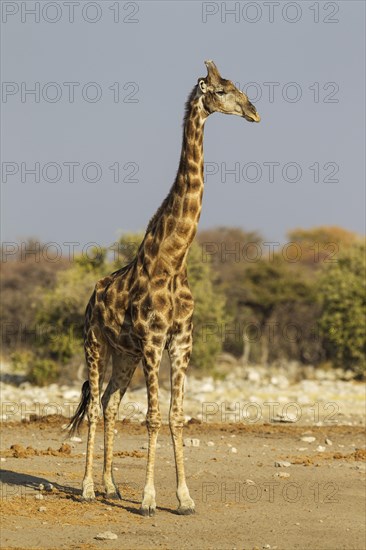 South African giraffe (Giraffa camelopardalis giraffa)