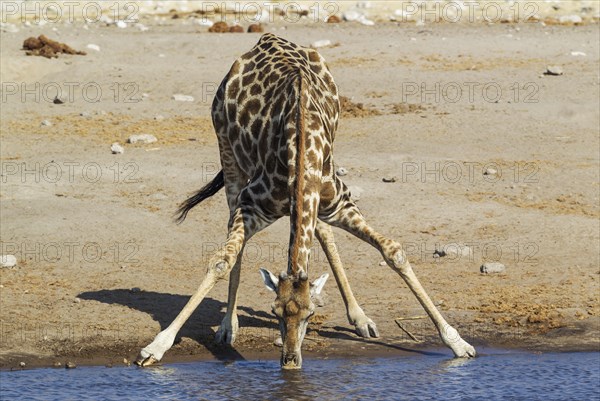 South African giraffe (Giraffa camelopardalis giraffa) male drinking at waterhole