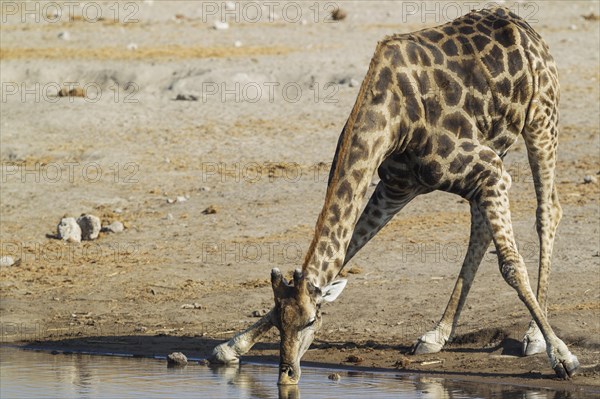 South African giraffe (Giraffa camelopardalis giraffa) male drinking at waterhole