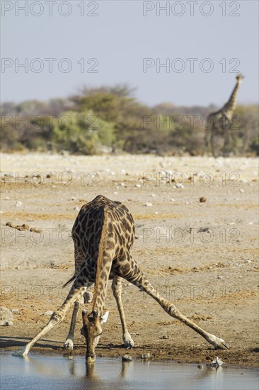 South African giraffe (Giraffa camelopardalis giraffa) male drinking at waterhole