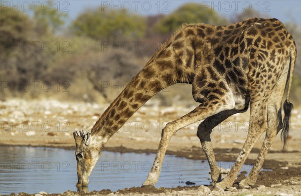 South African giraffe (Giraffa camelopardalis giraffa) male drinking at waterhole