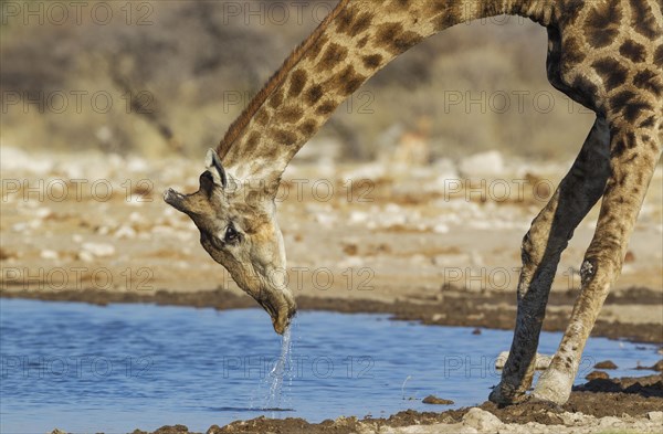 South African giraffe (Giraffa camelopardalis giraffa) male