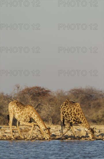 South African giraffes (Giraffa camelopardalis giraffa)