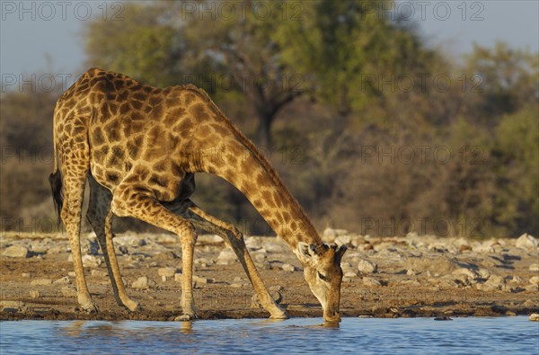 South African giraffe (Giraffa camelopardalis giraffa) male drinking at waterhole