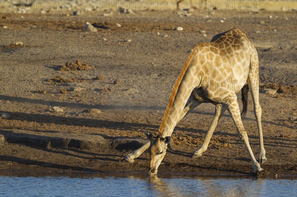 South African giraffe (Giraffa camelopardalis giraffa) female