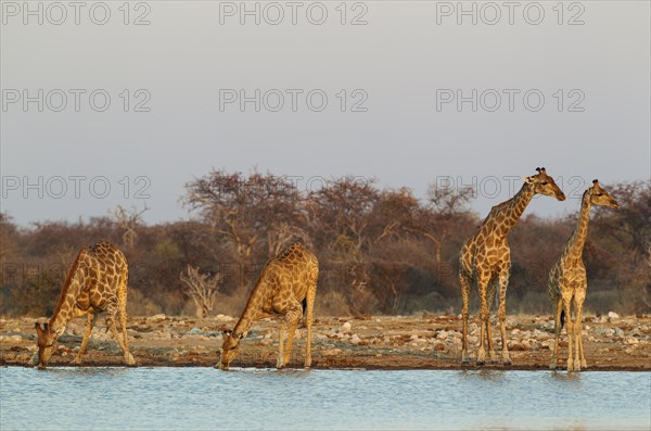 South African giraffes (Giraffa camelopardalis giraffa)