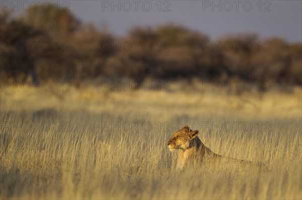 Lion (Panthera leo)