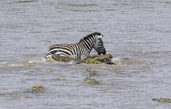Plains zebra (Equus quagga) being hunted by Nile crocodiles (Crocodylus niloticus) while crossing river
