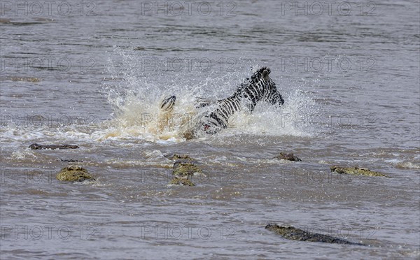Plains zebra (Equus quagga) being hunted by Nile crocodiles (Crocodylus niloticus) while crossing river