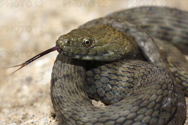 Lambent dice snake (Natrix tessellata)