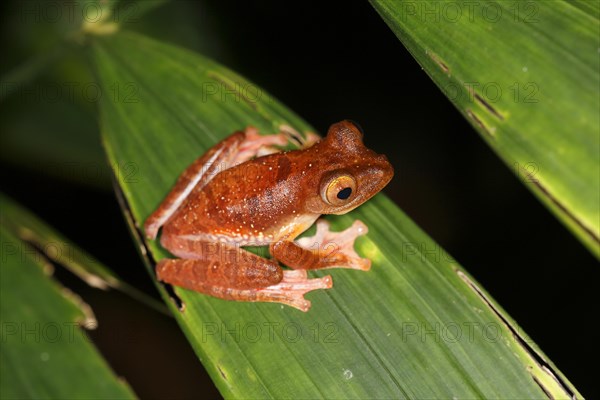 Harlequin tree frog (Rhacophorus pardalis) at night