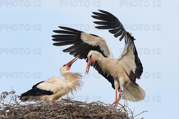 White Stork (Ciconia ciconia) landing on the nest