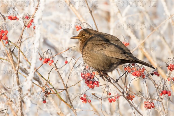 Blackbird (Turdus merula) female sitting on mountain ash (Pyrus aucuparia) twig covered with hoarfrost