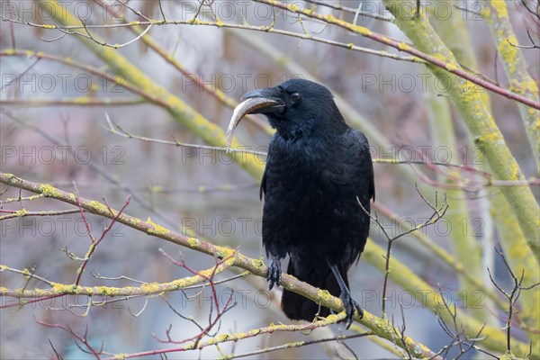 Carrion crow (Corvus corone) with a captured fish in its beak