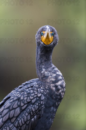 Double-crested cormorant (Phalacrocorax auritus)