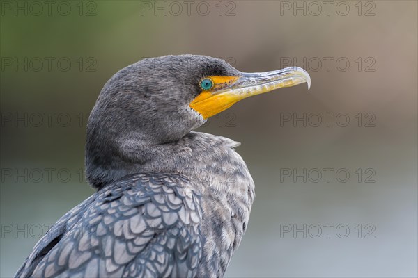 Double-crested Cormorant (Phalacrocorax auritus)