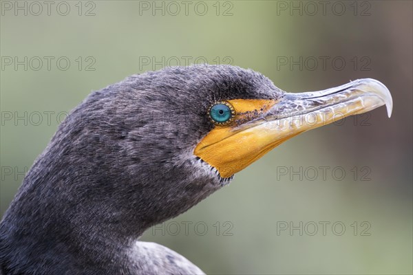 Double-crested cormorant (Phalacrocorax auritus)