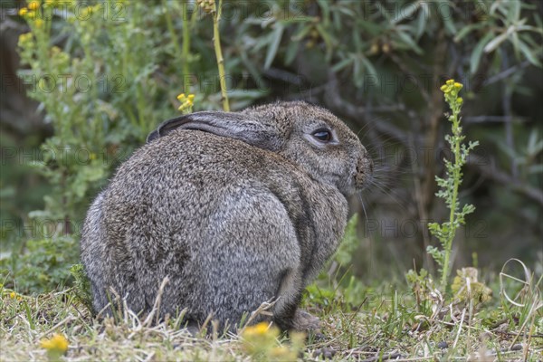 Wild common rabbit (Oryctolagus cuniculus)