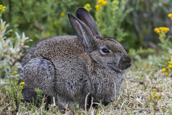 Wild common rabbit (Oryctolagus cuniculus)