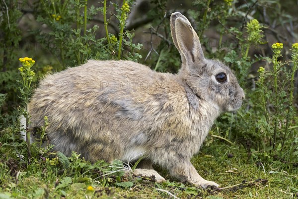 Wild common rabbit (Oryctolagus cuniculus)