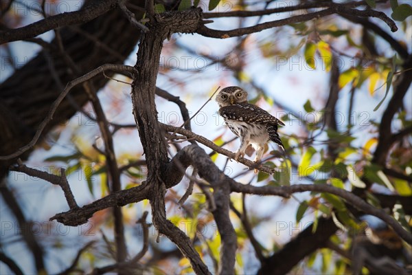 African barred owlet