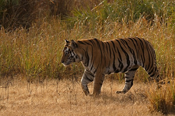 Bengal or Indian tiger