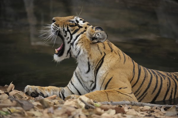 Bengal or Indian tiger