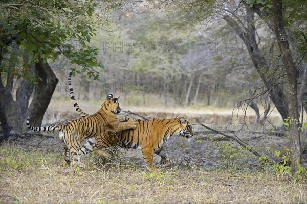 Bengal or Indian tiger