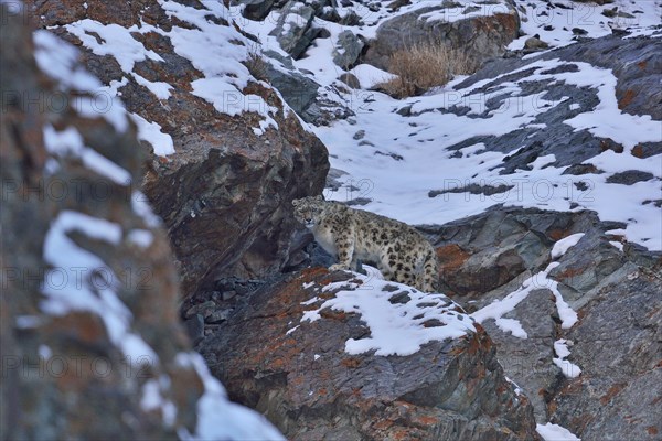 Snow Leopard